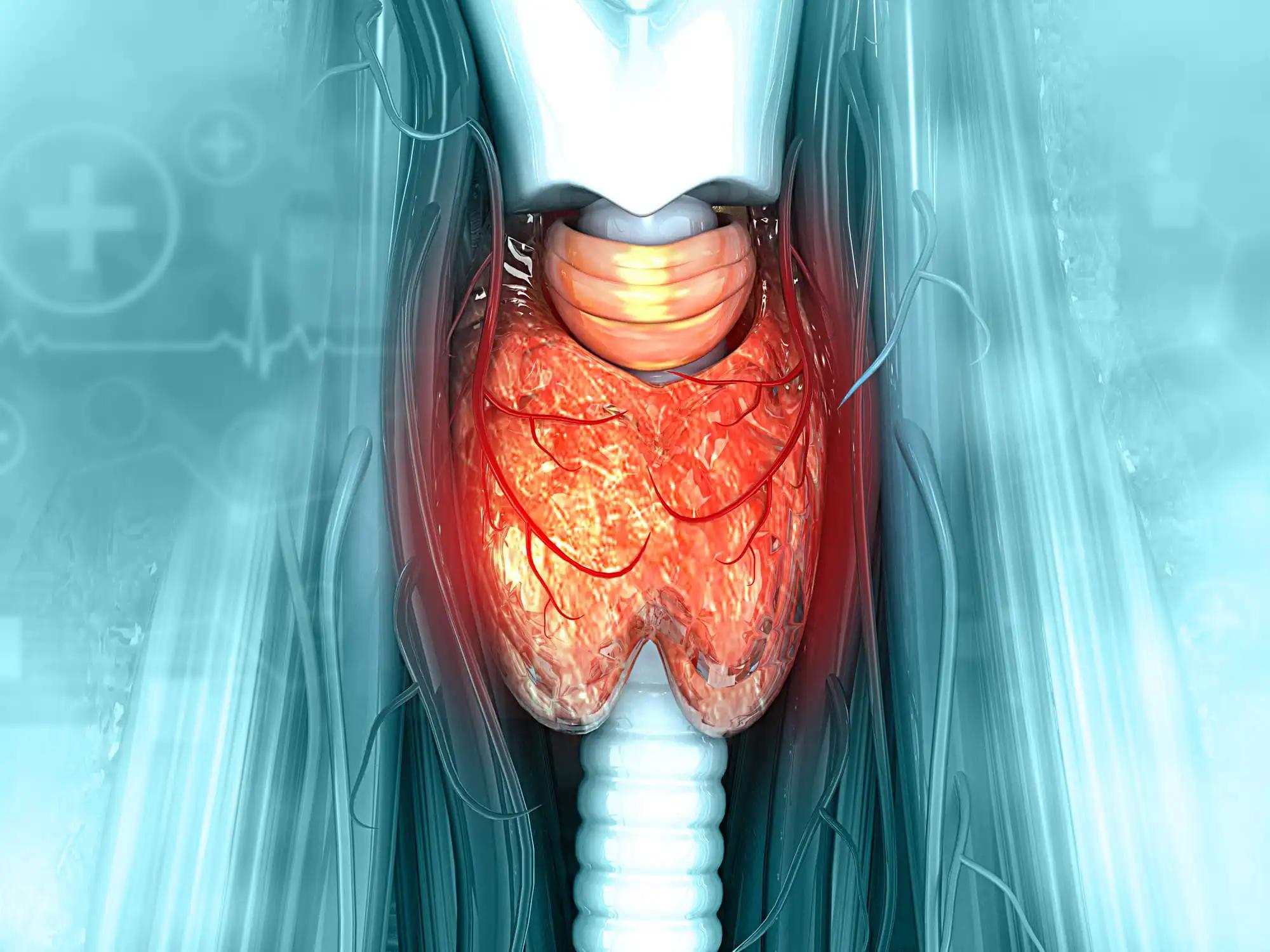 3D Exploration of the Thyroid Gland's Anatomy