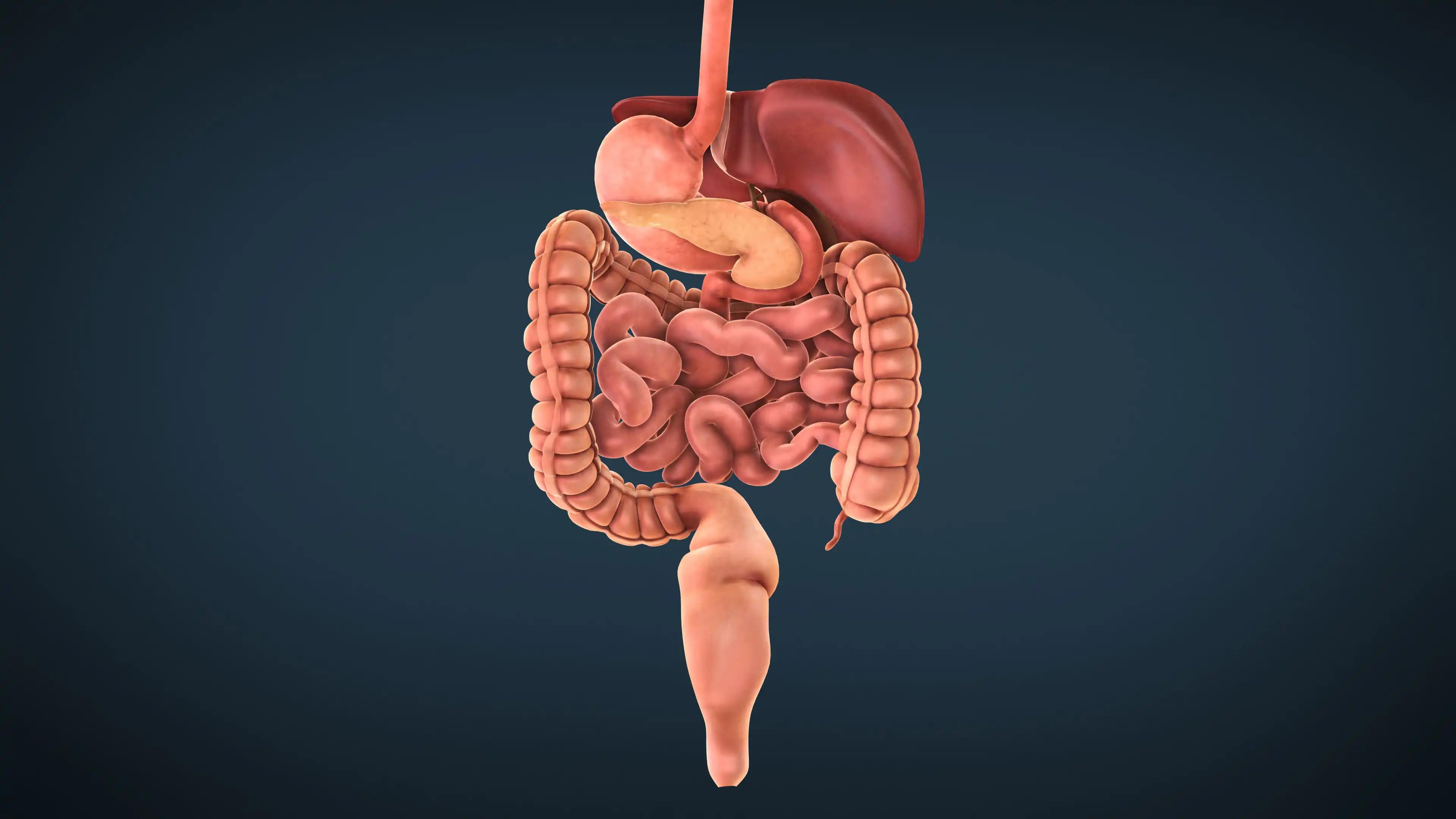 3D illustration Of Digestive System internal Organs