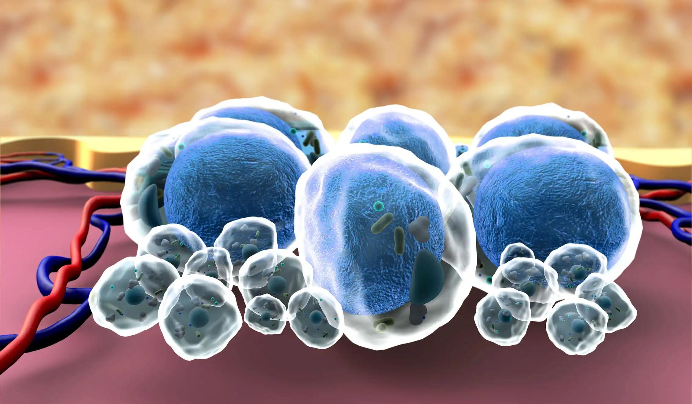3D illustration of Fat Cells