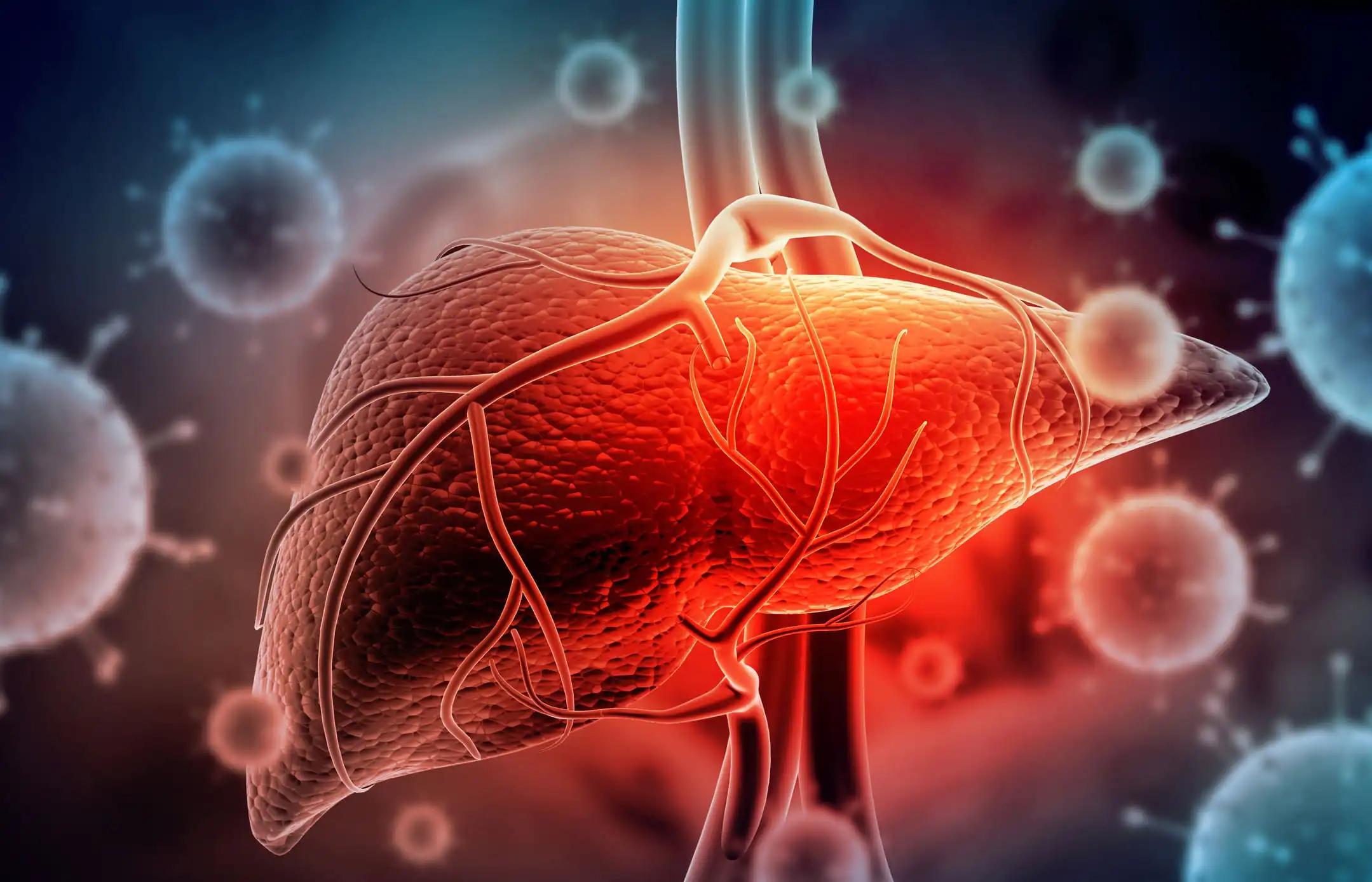 3D illustration of  liver