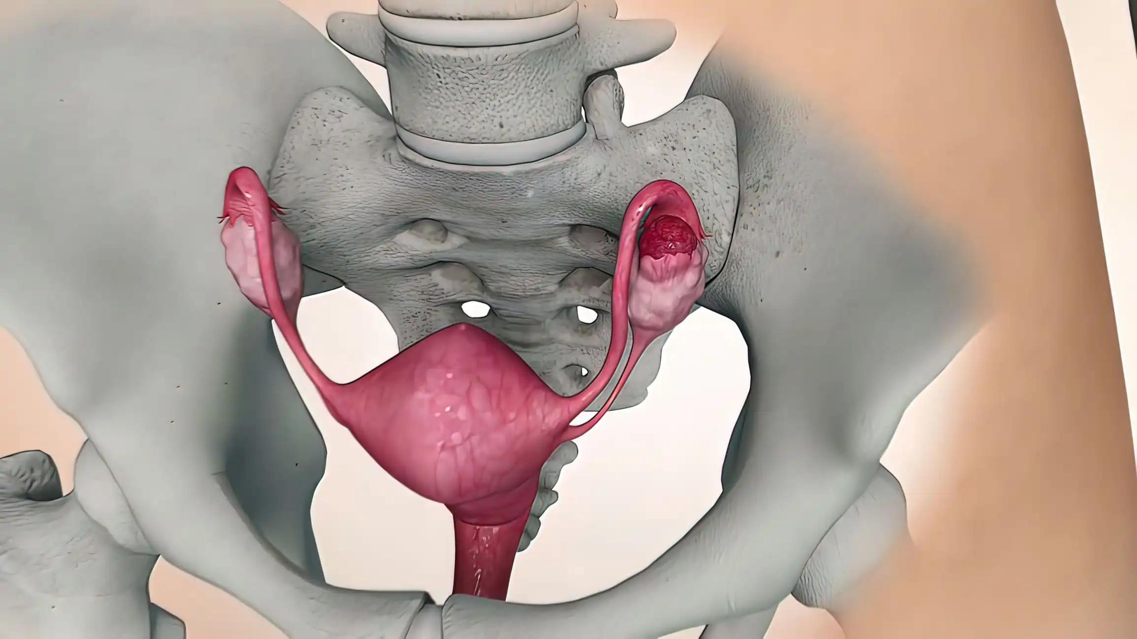 3D illustrationof The Female Reproductive Organ and Ovaries
