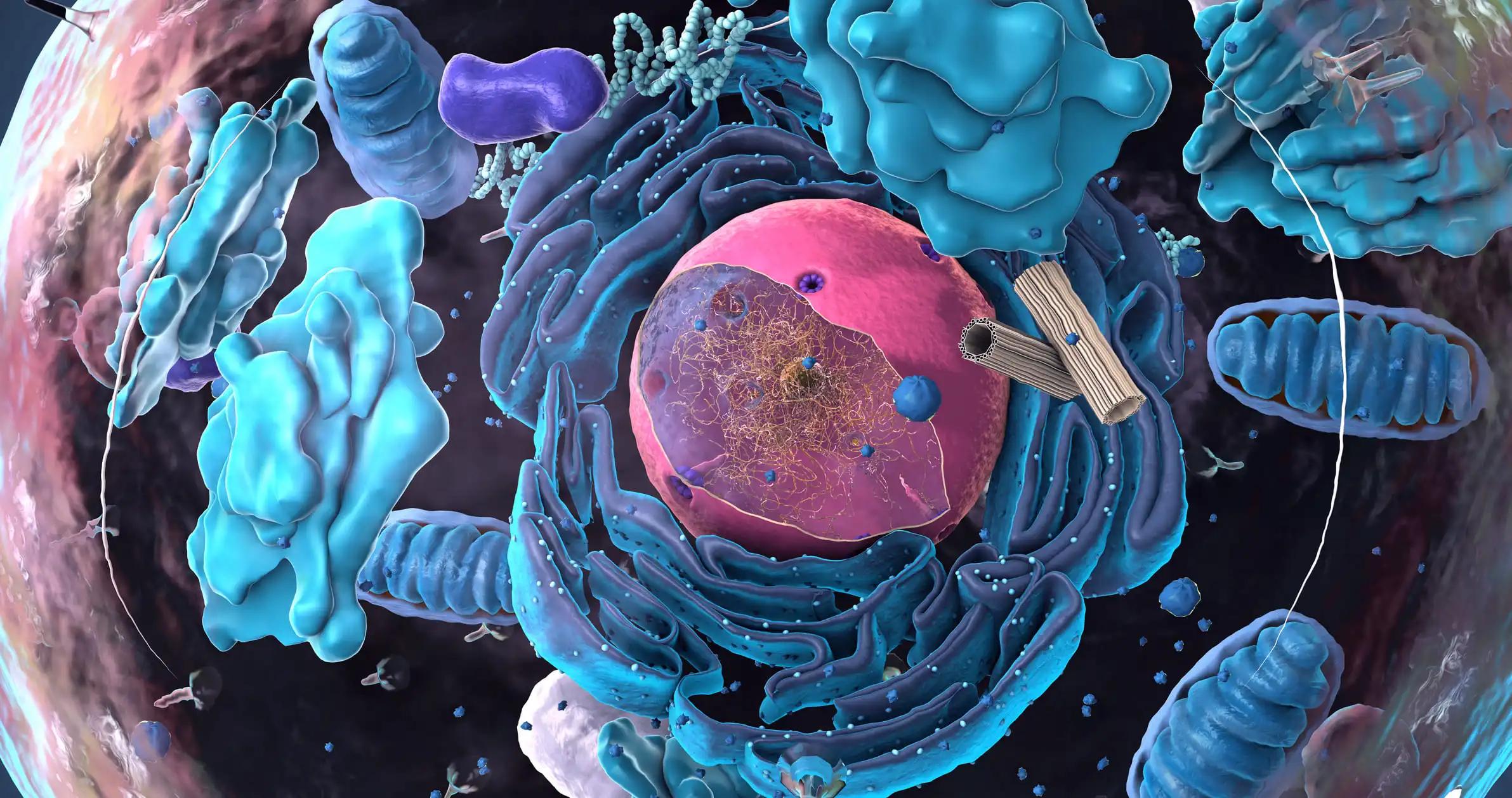 3D View of Eukaryotic Cell and Plasma Membrane