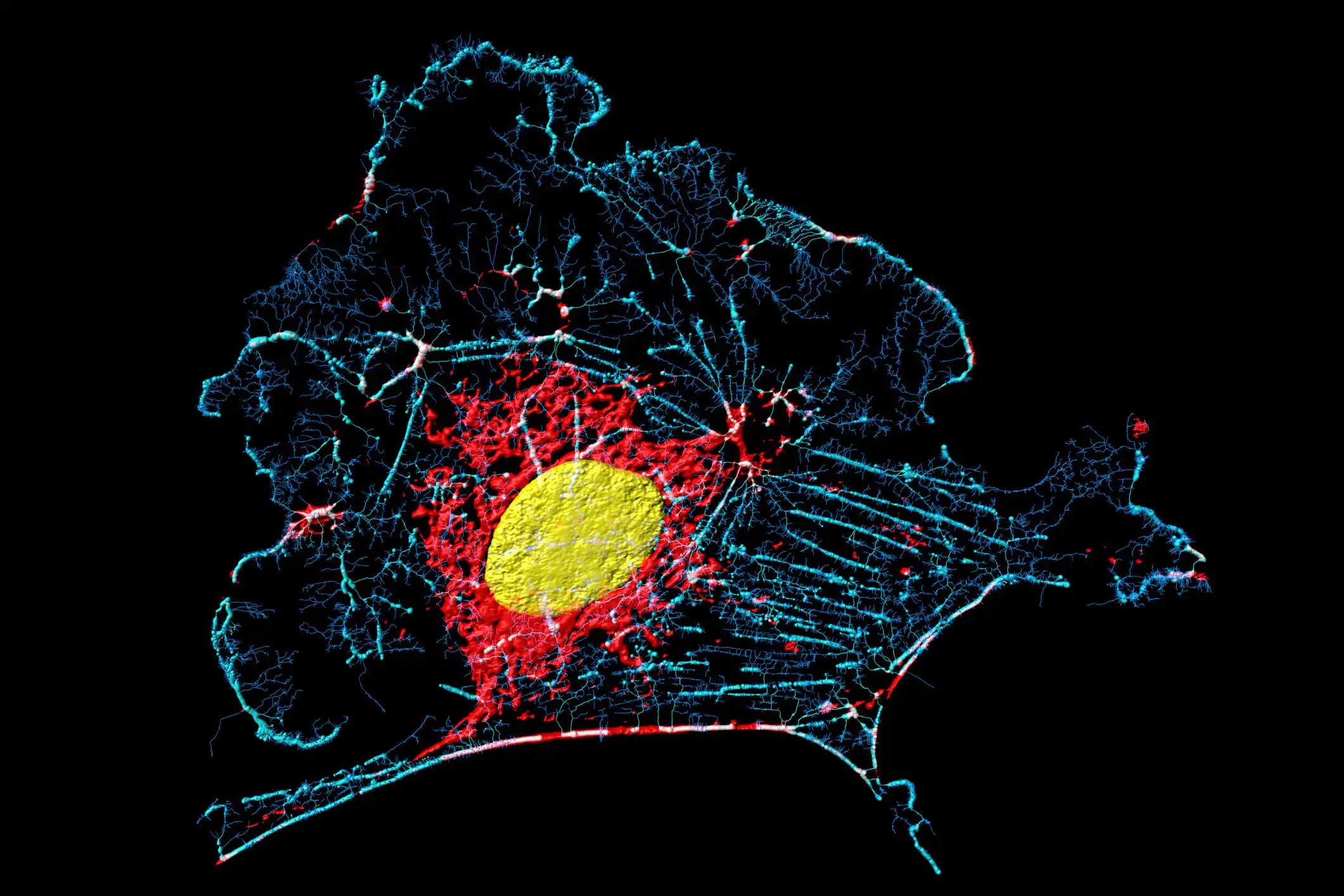 3D VIew of Fibroblast Cell