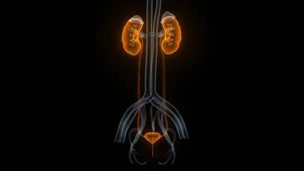3D View of Kidneys and Urinary System Prostate Cancer