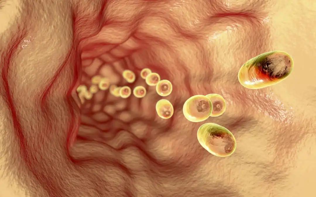 Hyaluronidase Enhances NPTX Efficacy in EGC Models