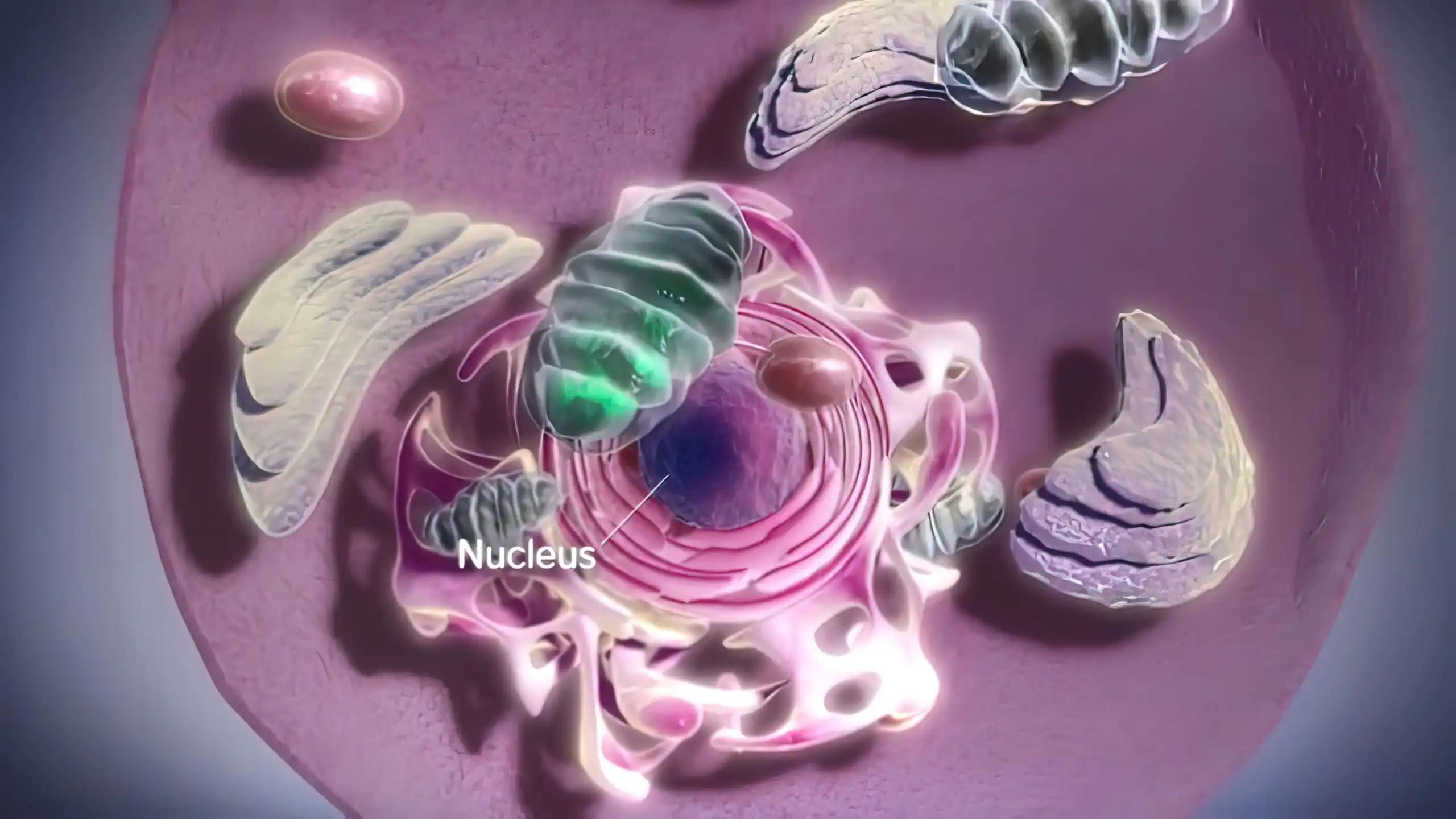 Components of Eukaryotic Cell, Nucleus and Organelles