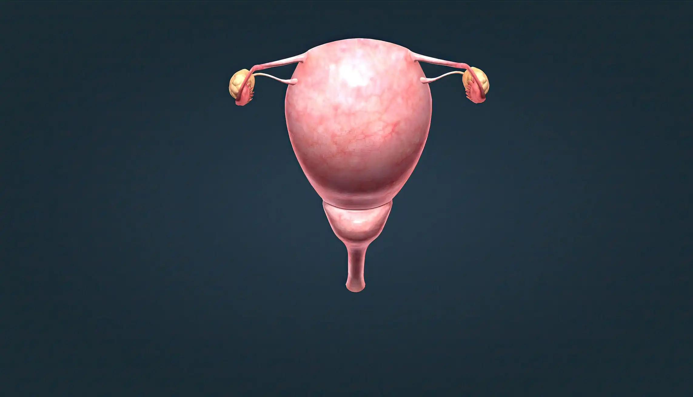 Female's Internal Reproductive Organs