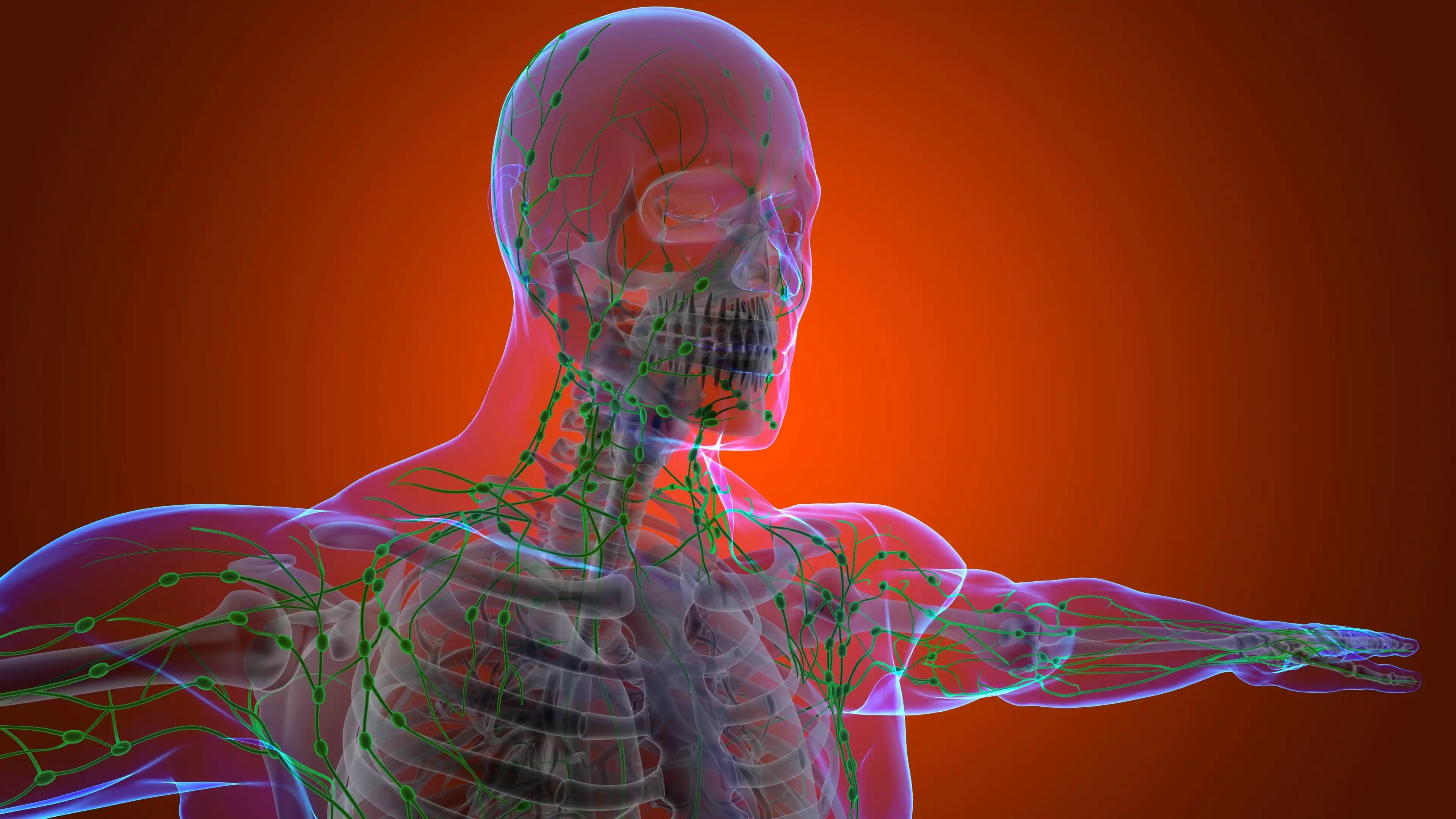 Human Lymph Node Anatomy 3D illustration
