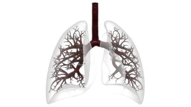 A 3D Rendering of Human Respiratory System Lungs Anatomy