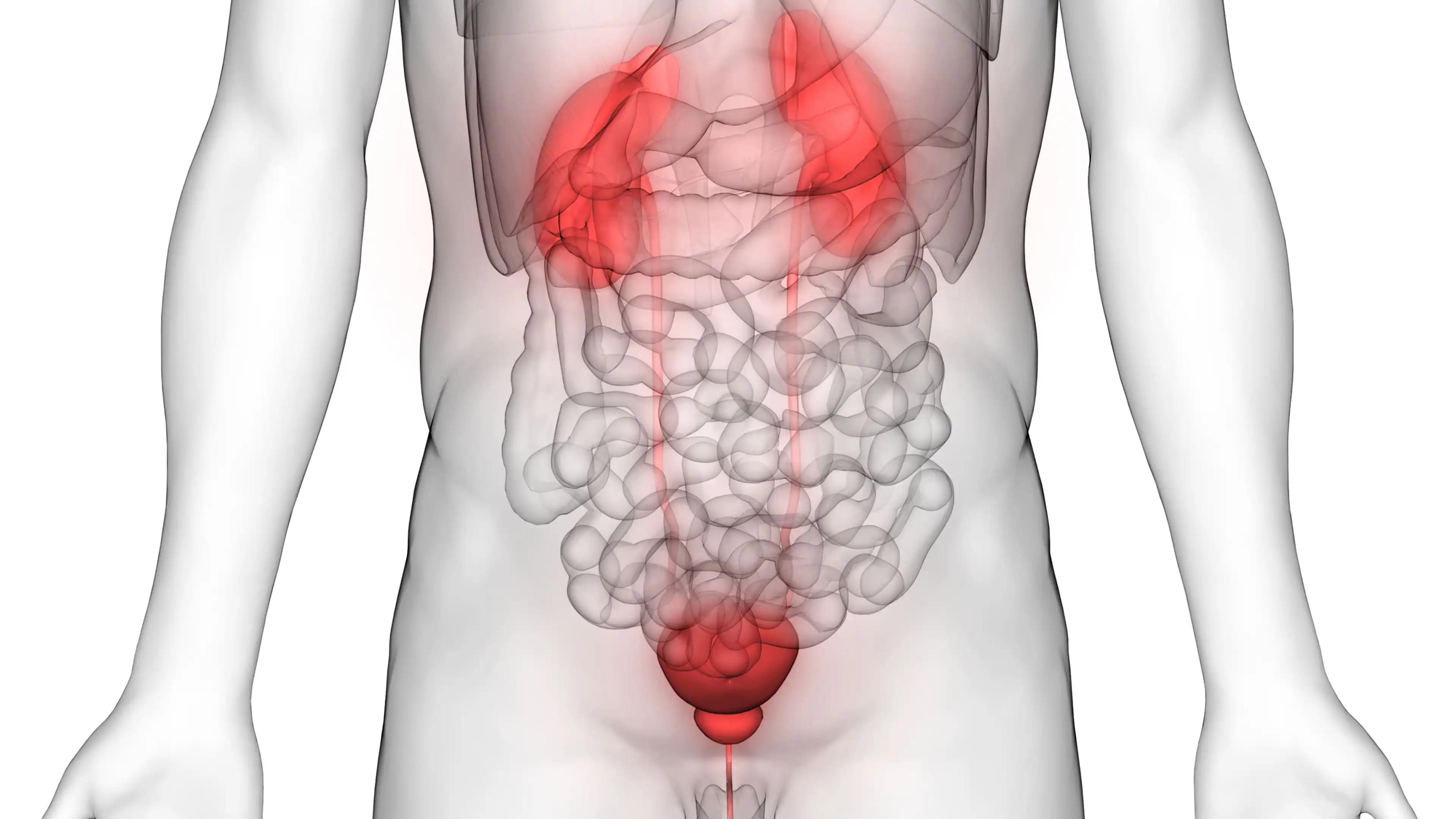 Kidneys with Urinary Bladder