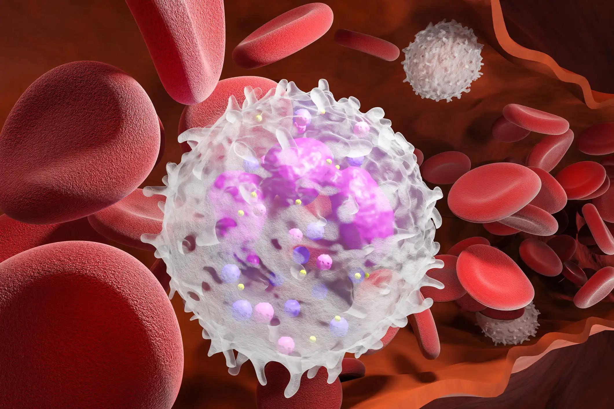 Leukocyte White Blood Cells Inside Vein