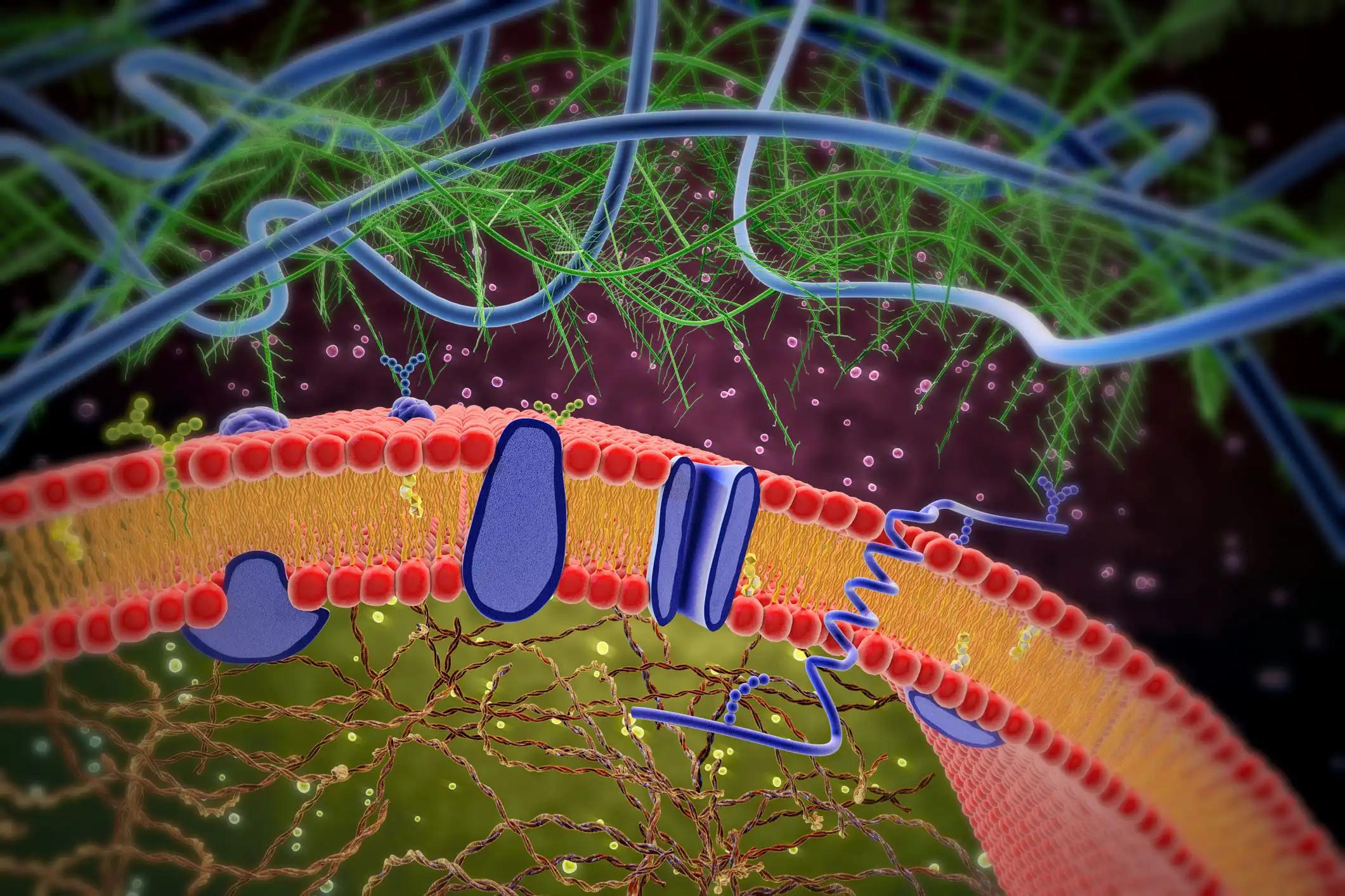 Lipid Bilayer Structure in the Cell Membrane