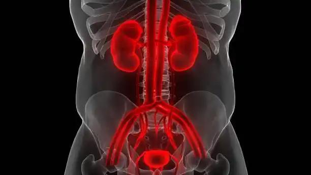 Medical Illustration of Human Kidneys and Urinary Structures