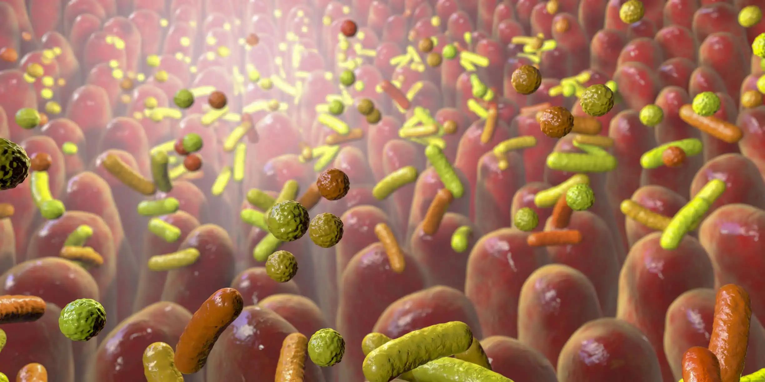 Microbiota of Human Intestine illustration