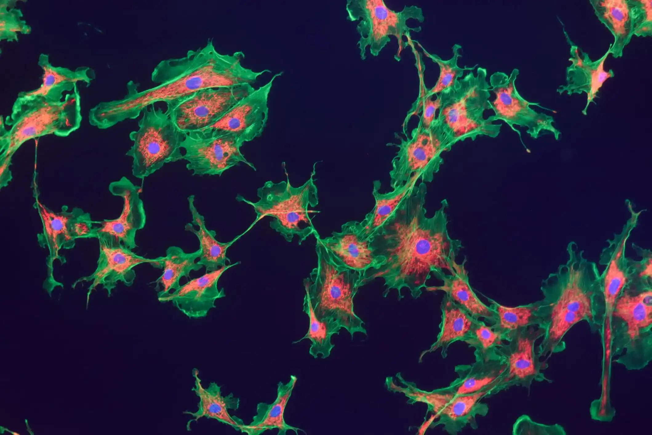 Mitochondria and Nuclei in Fibroblast Cells