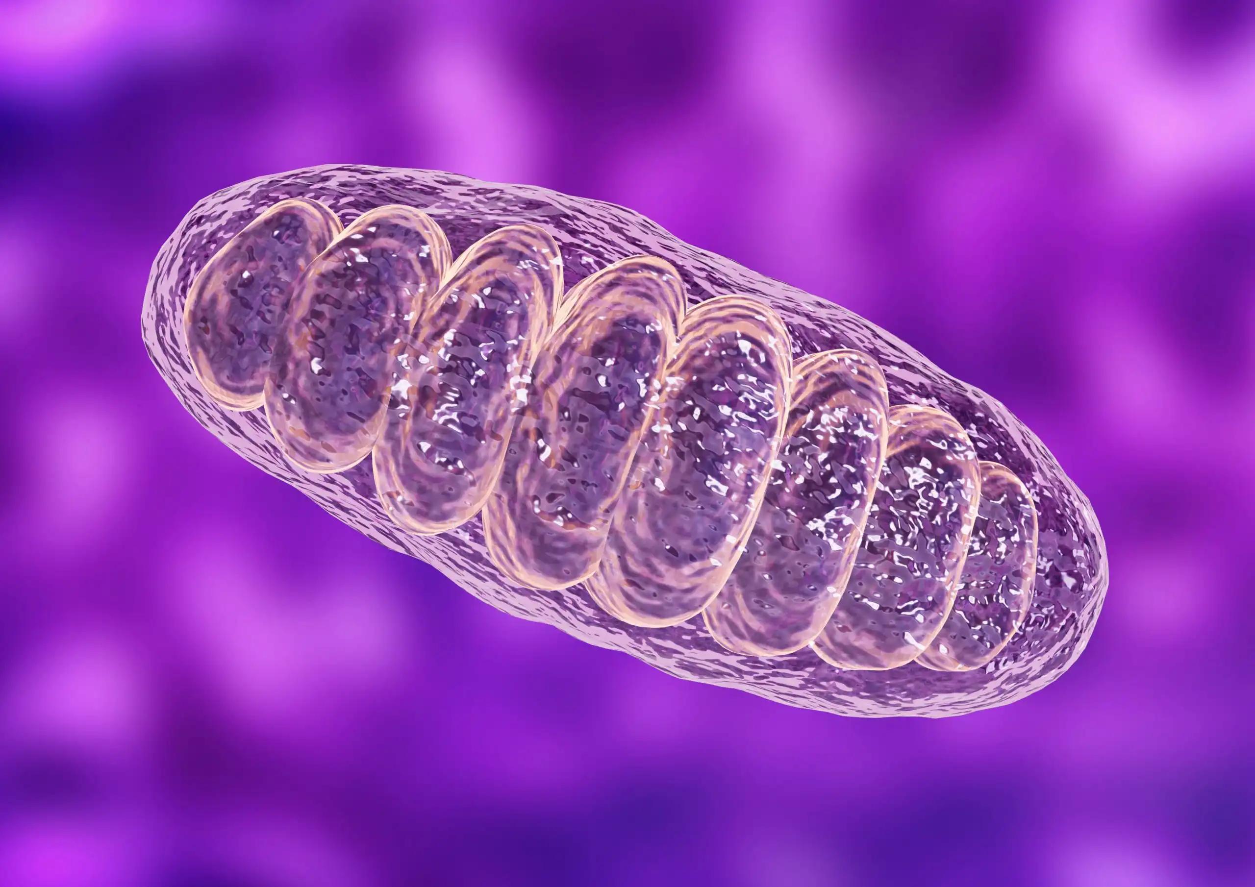 Organelles Within Eukaryotes, Focus on Mitochondria