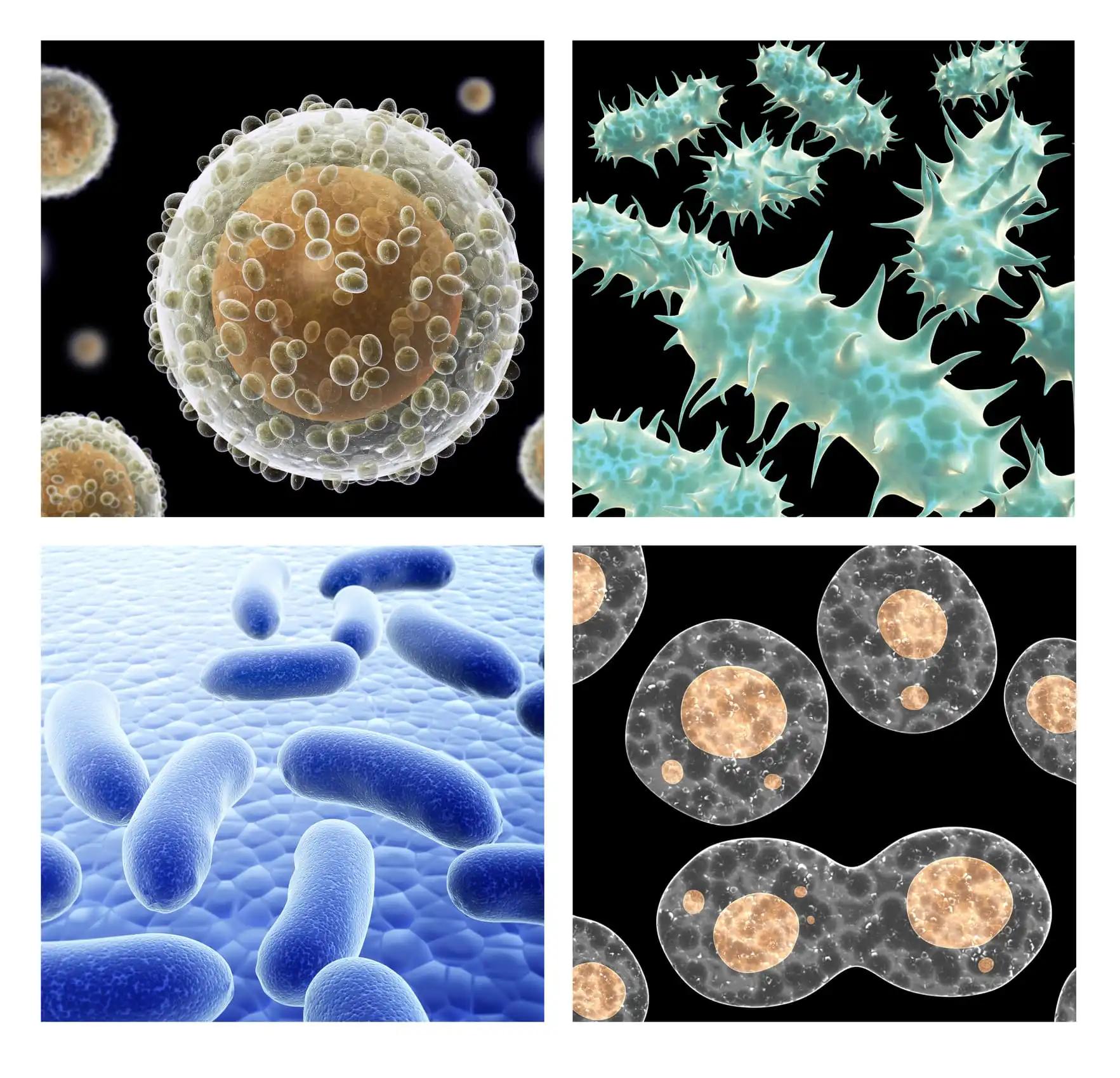 Pathogenic Bacterias and Viruses Under Microscope