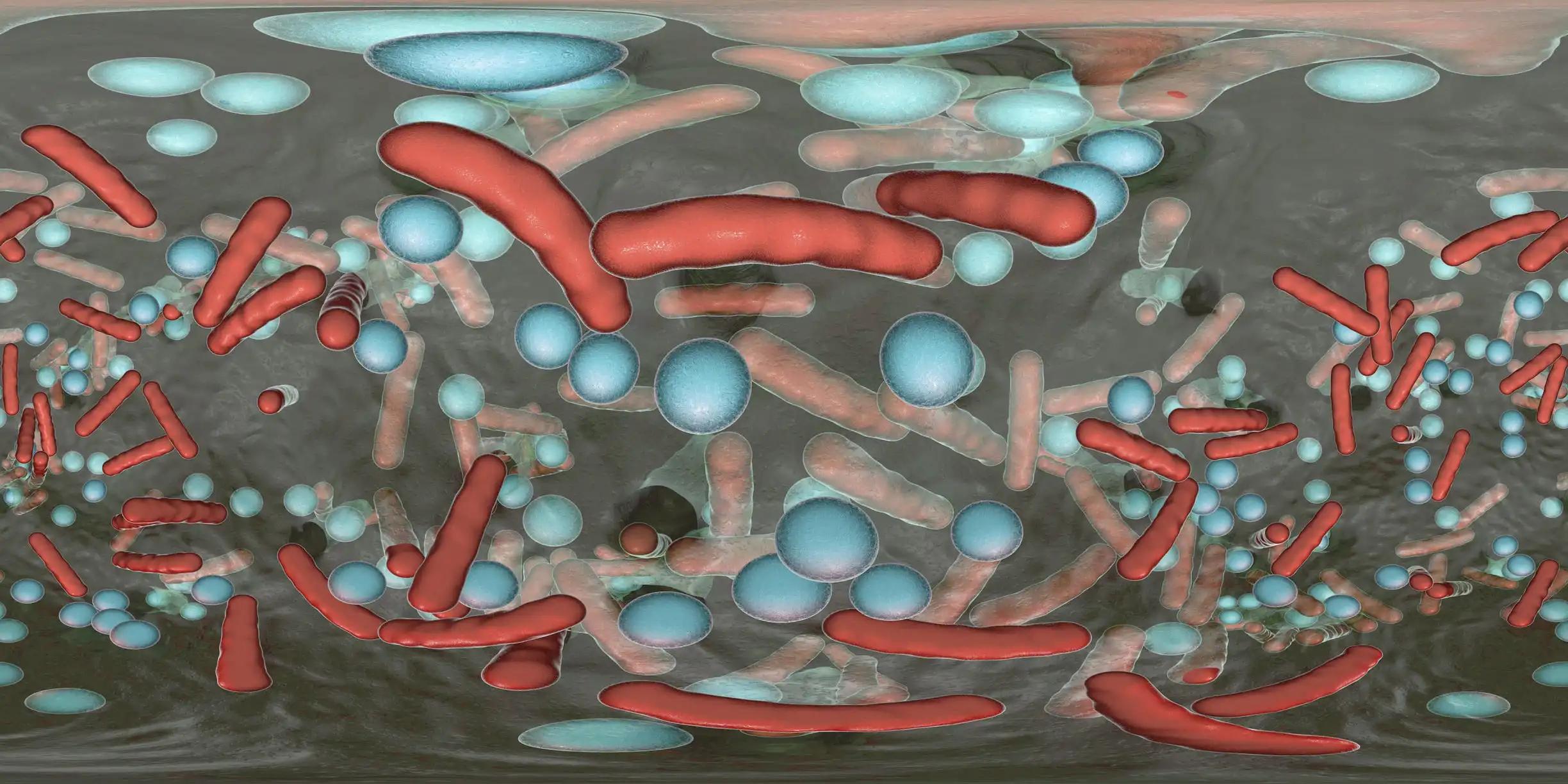 Spherical Panorama of Bacterial Biofilm