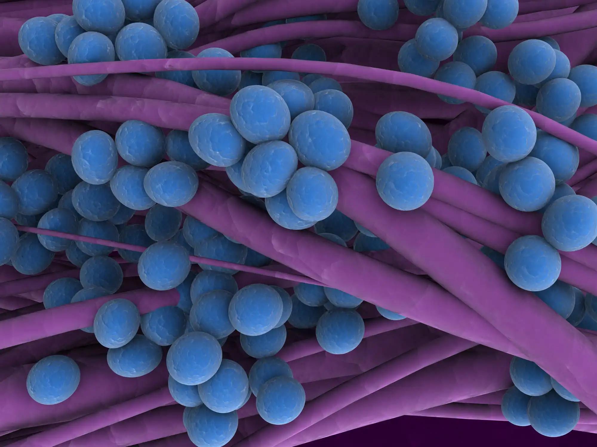 Staphylococcus Bacteria Under Microscope