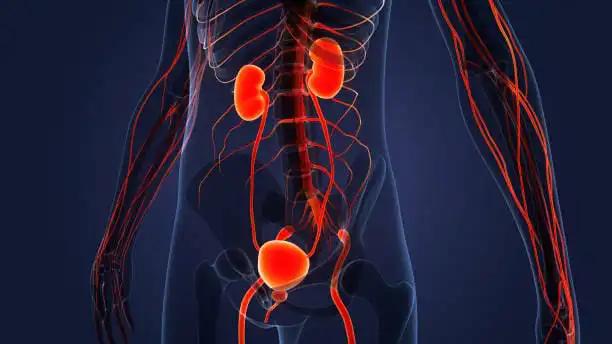 Urinary System Kidneys with Bladder