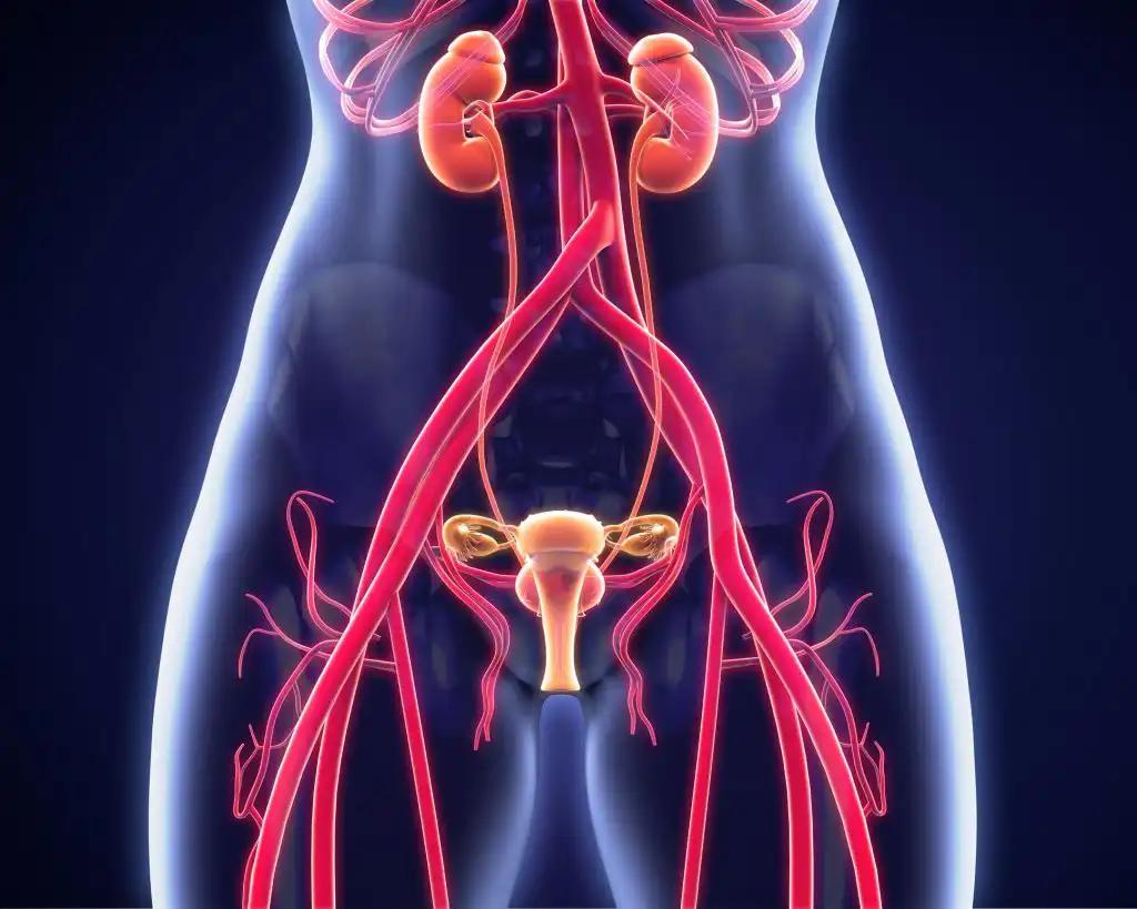 3D illustration of Genitourinary System