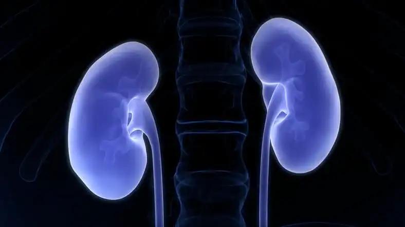 3D Illustration Urinary System Kidneys 