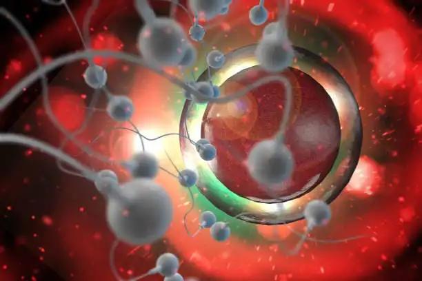 3D illustration Sperm to Fertilize Human Eggs