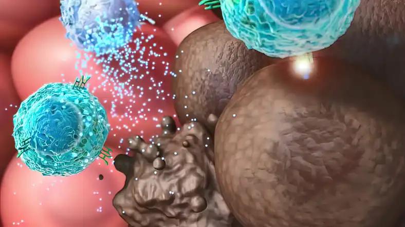 Cancer Immunology and Immunotherapy 3D