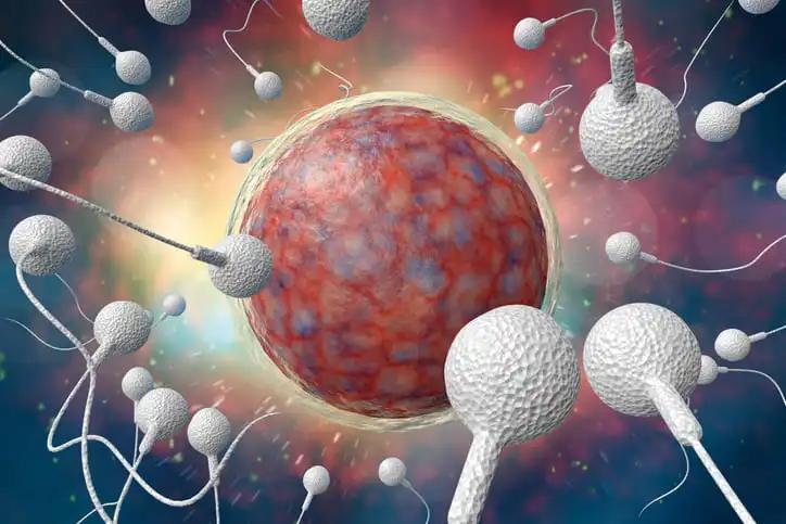 Sperm Race to Fertile Human Egg