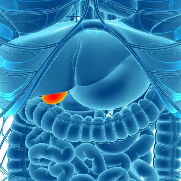 A 3D view of Gall Bladder Human Digestive System