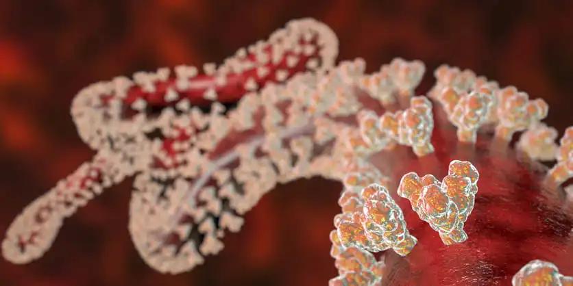 Close-up View of Ebola Virus