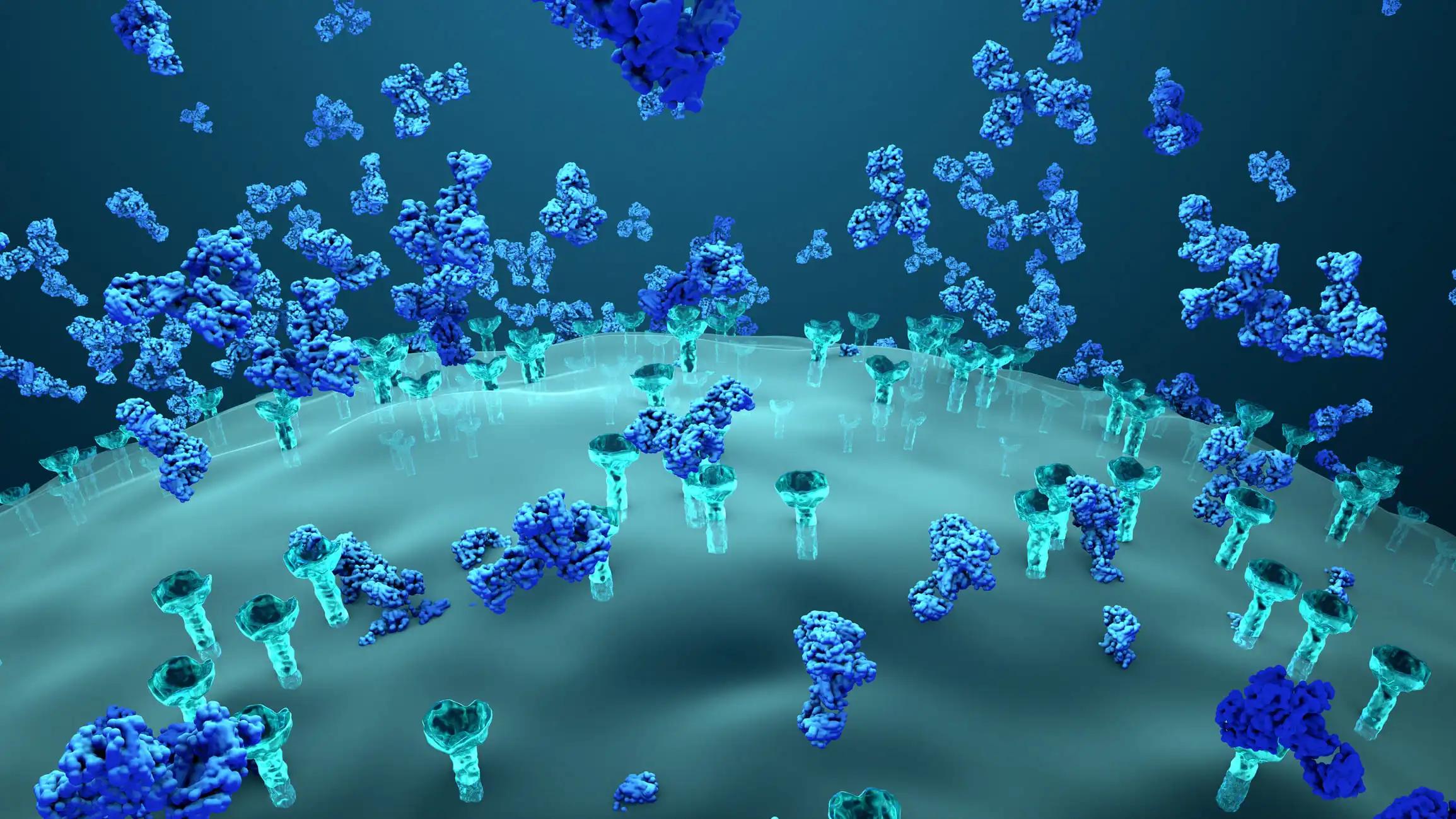 Antibodies block a virus from entering a body cell