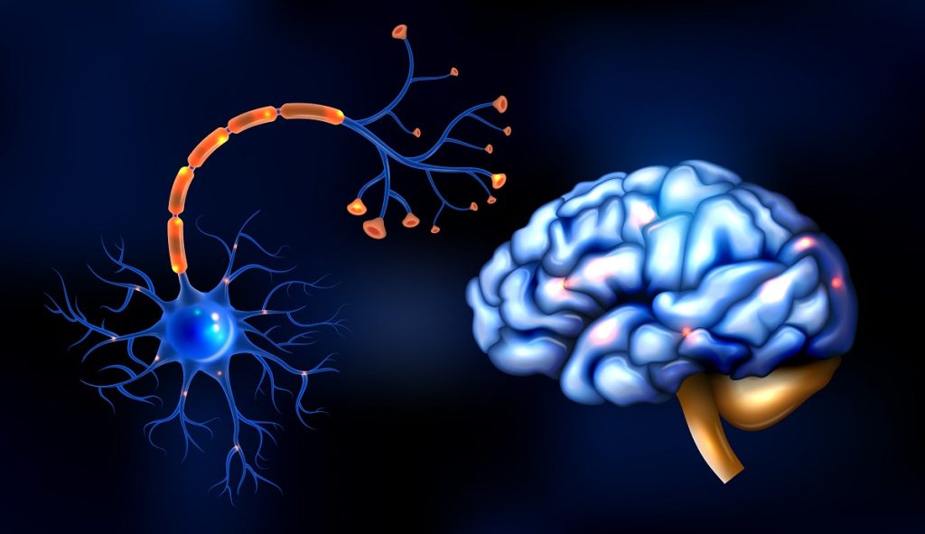 3D Illustration Brain and Sensory Nerve Vector